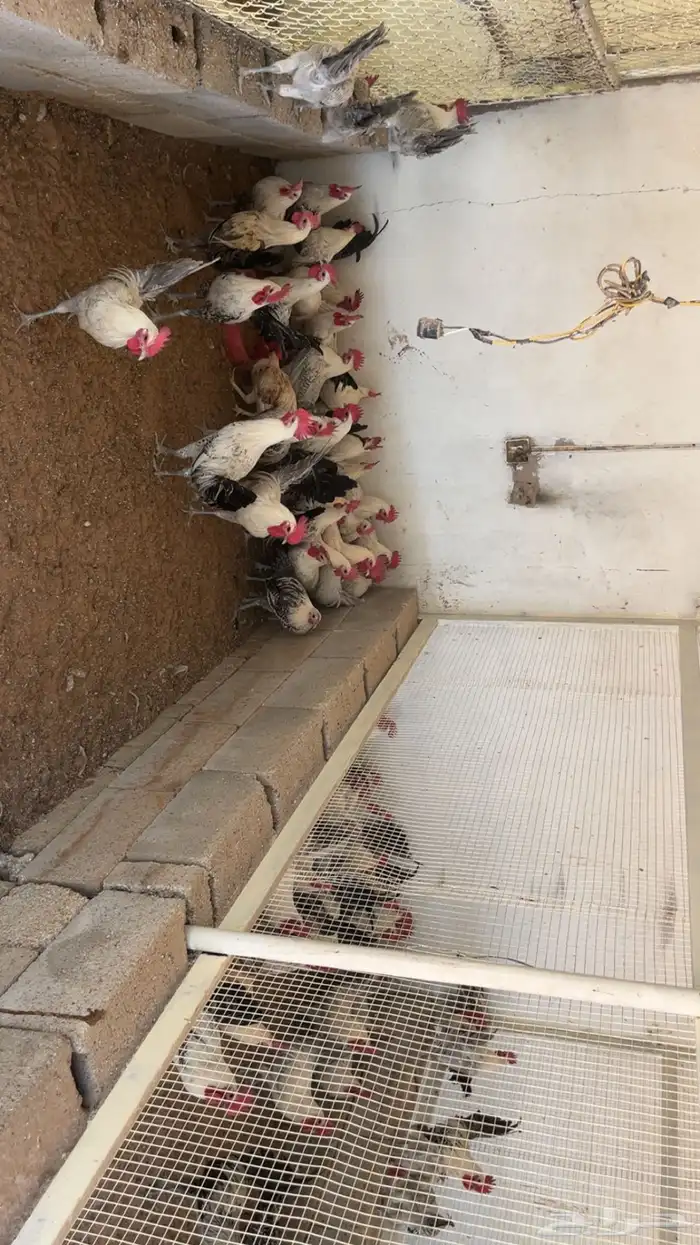 ديوك 0
