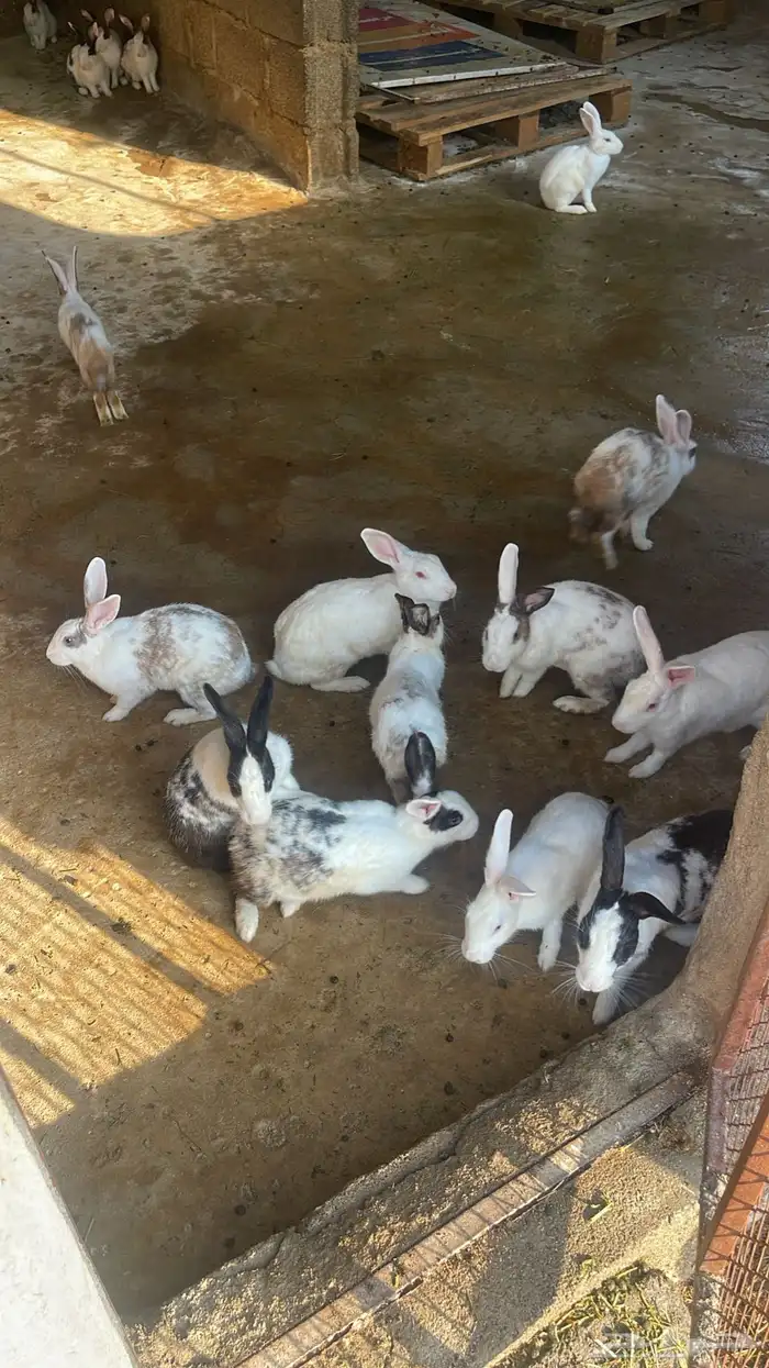 أرانب للبيع العدد 24( 2 ذكور و 22 أنثى ) 0