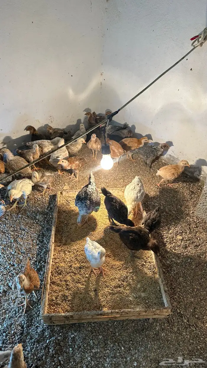 دجاج للبيع 0