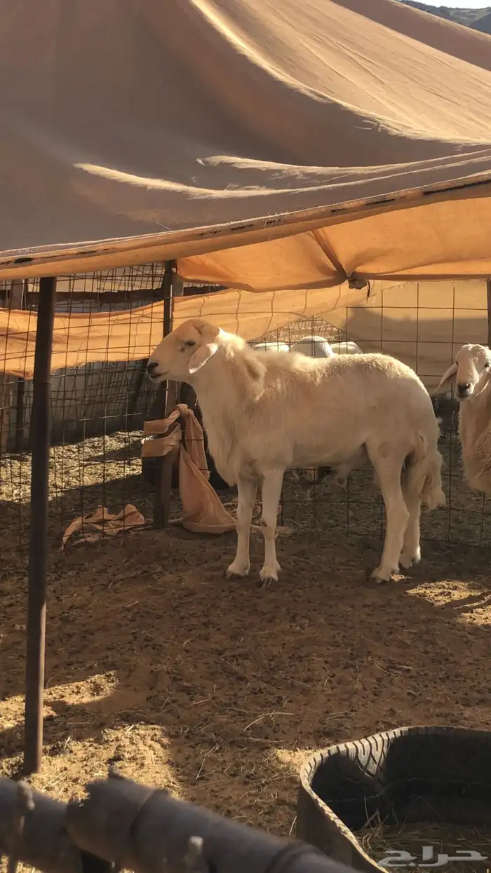 فحل حري أبرص منتج 8