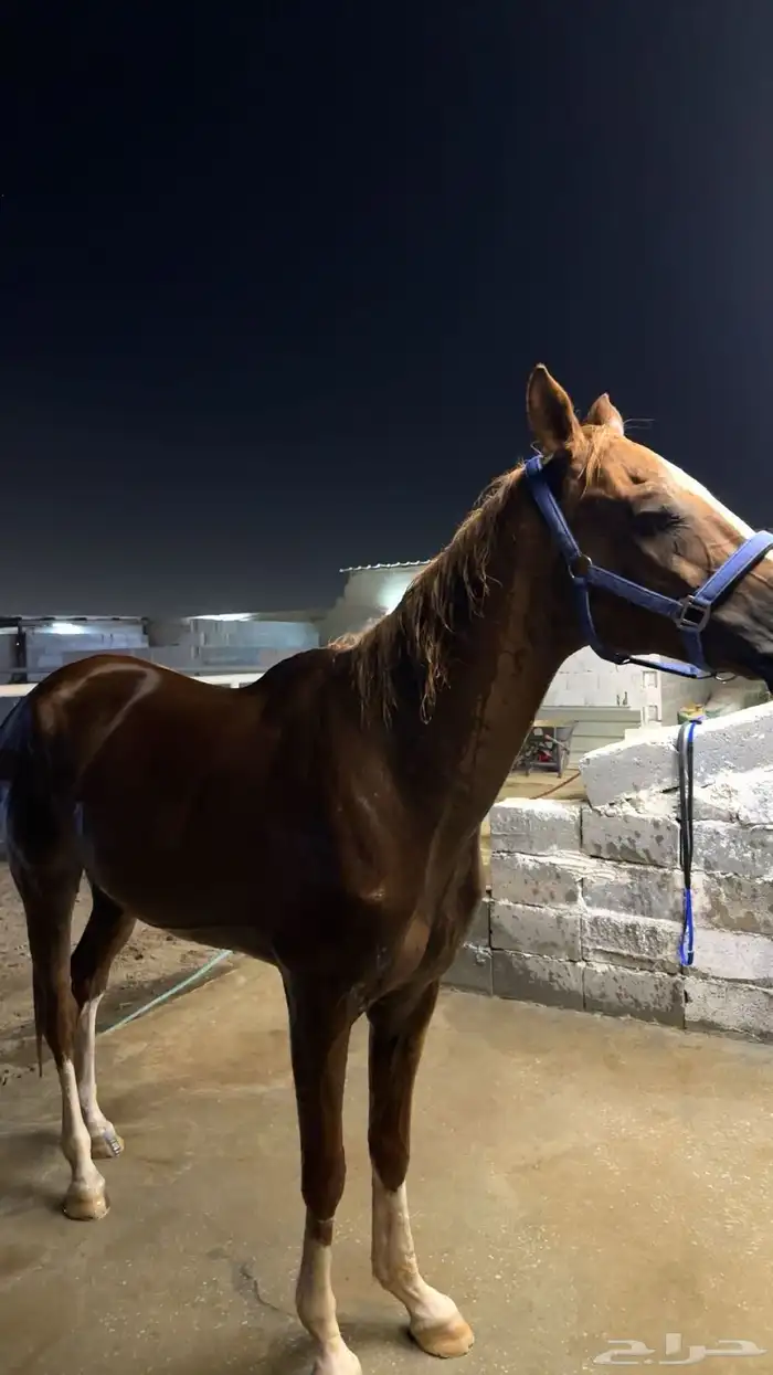 خيل 0