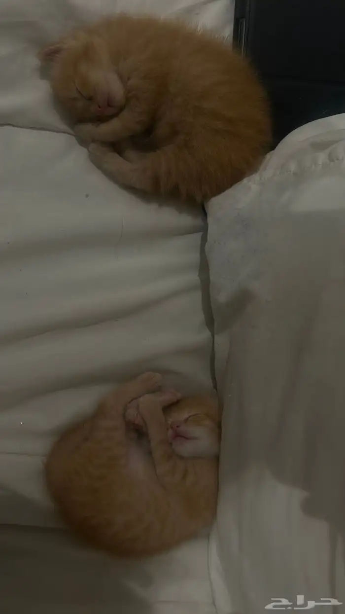 cat for sale 2
