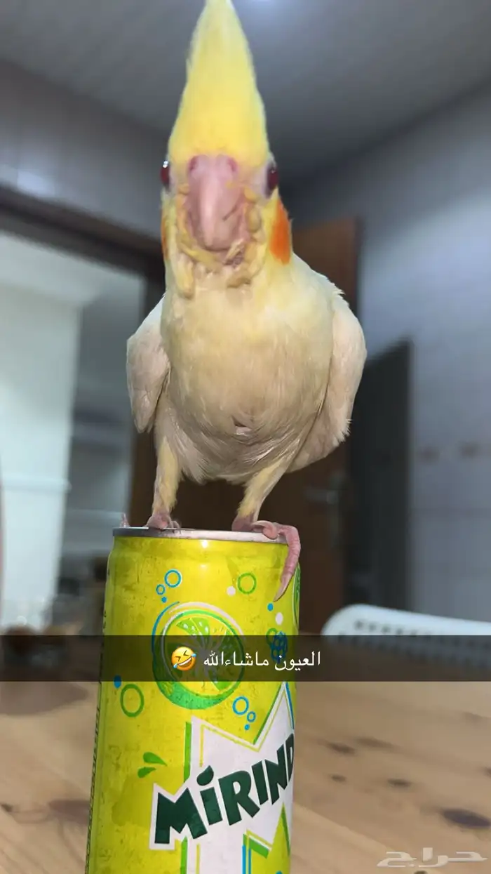 كروان اليف هدد خارجي بدايه كلام 9
