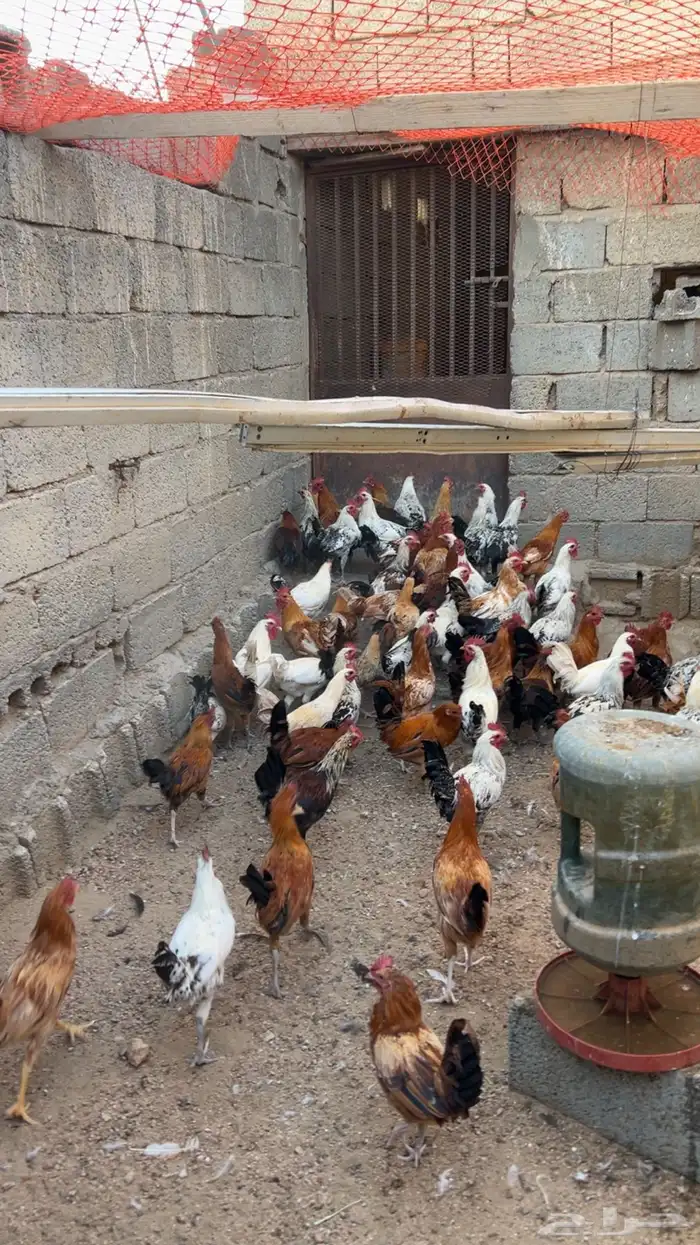 دجاج بلدي للبيع العمر 8اشهور 2