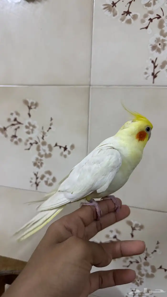 للبيع كروان لاتينو اليف 1