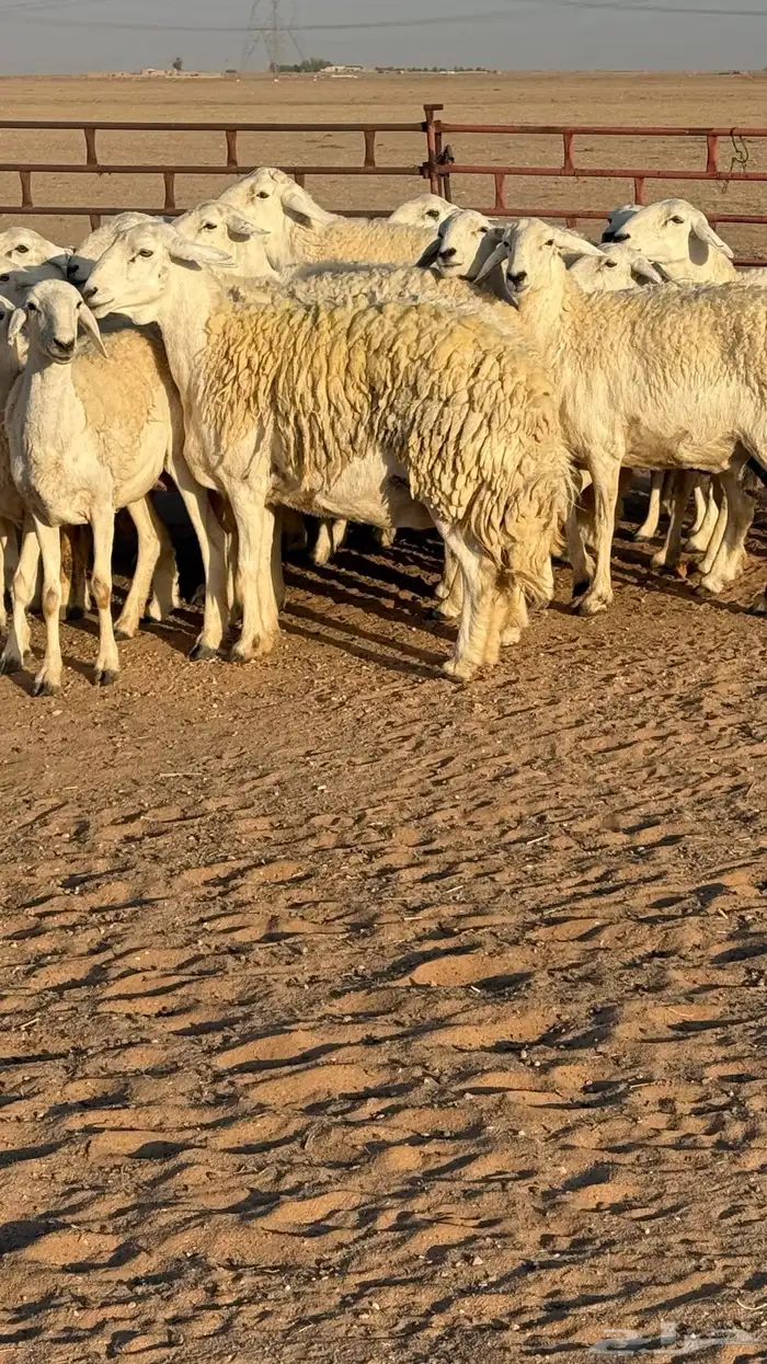 غنم حريات صنف مراح 1