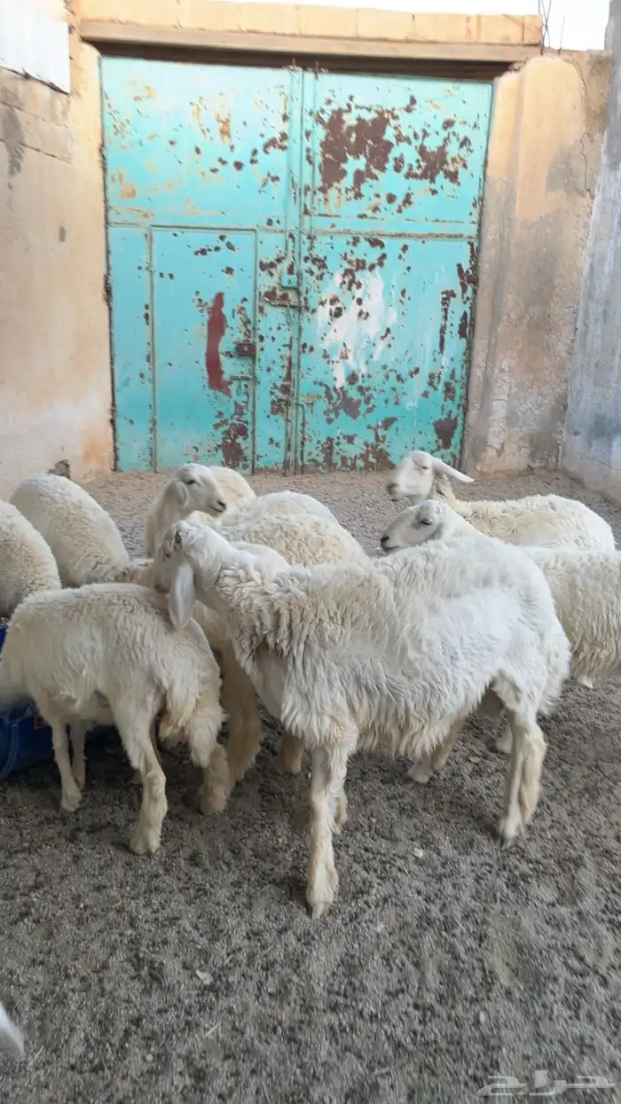 غنم طيبات العدد 21 مع الفحل 3