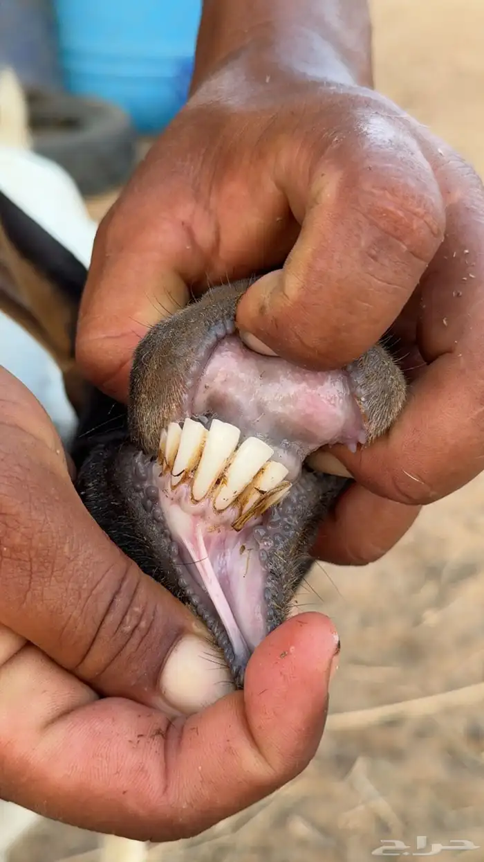 عنز للبيع 5