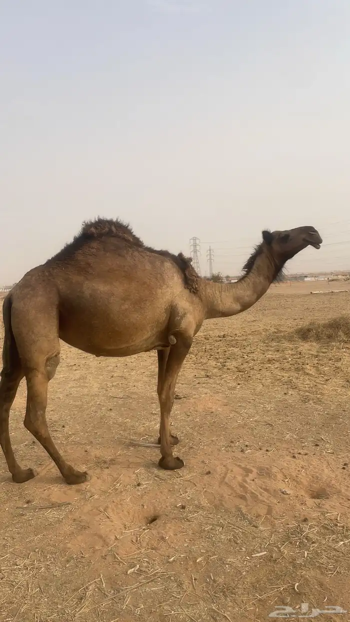 بكره صفر لقحه 0