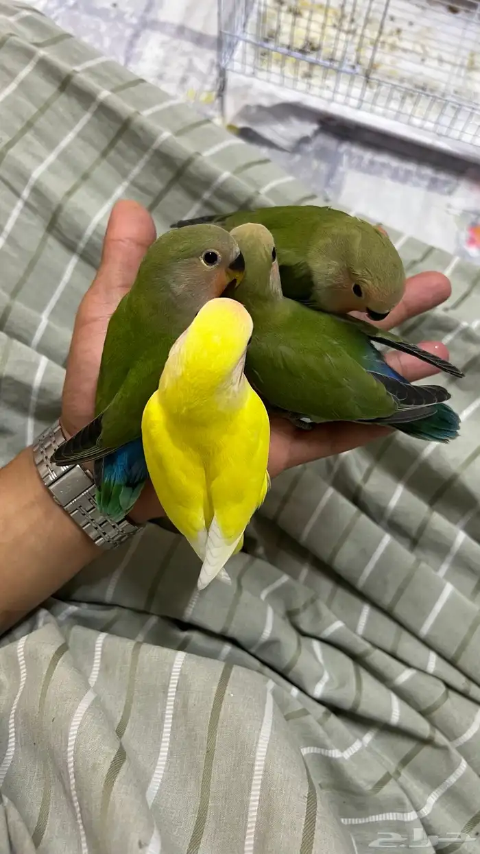 طيور روز اليفه هدد 1