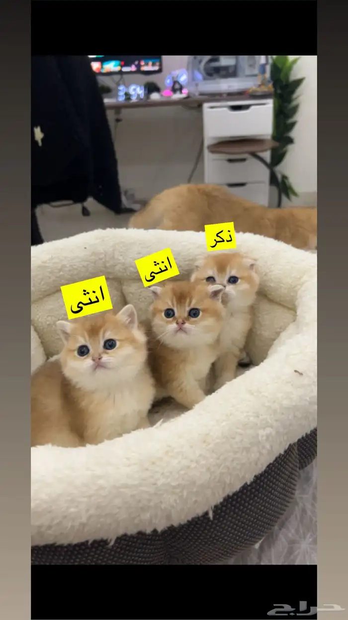 كيتن سكوتش للحجز 1