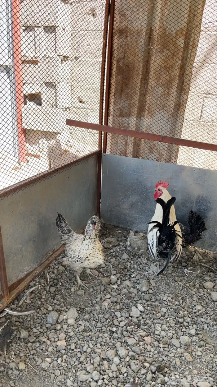 دجاجتين وديك 1