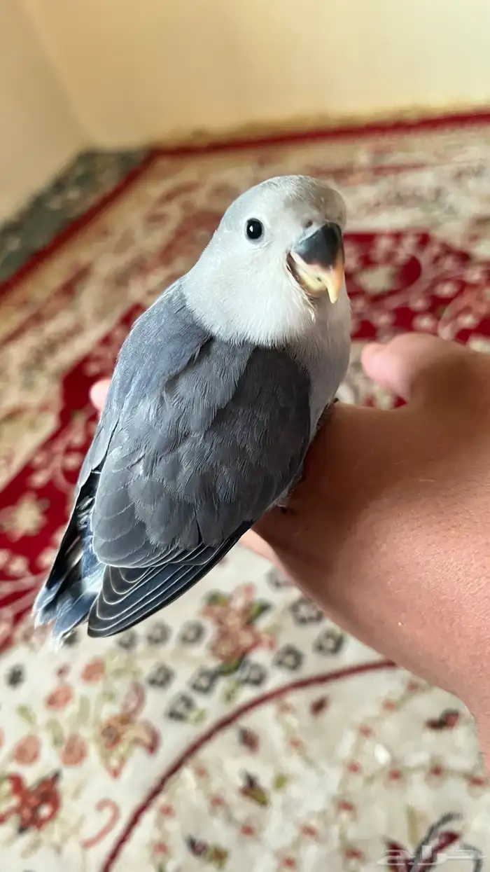 طير ببغاء روز اليف هدد نشششبه 3