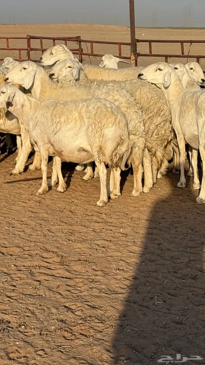 غنم حريات صنف مراح 7