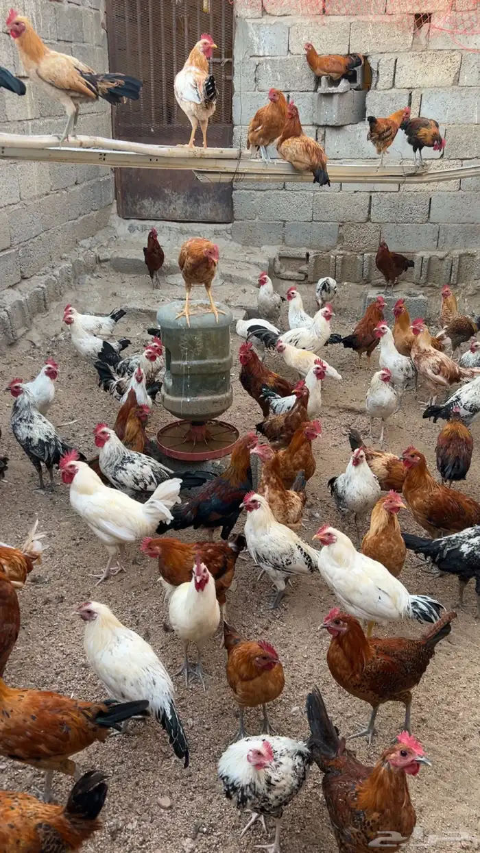 دجاج بلدي للبيع العمر 8اشهور 3