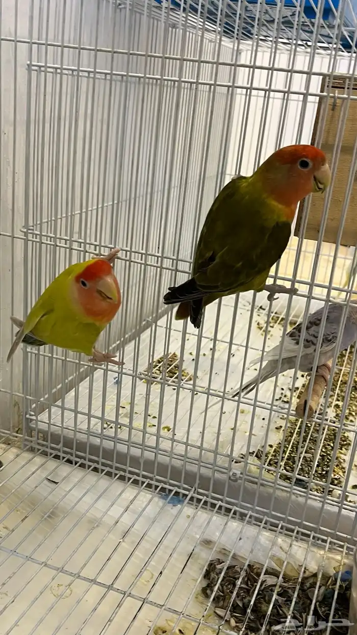 جوز روز منتج 1