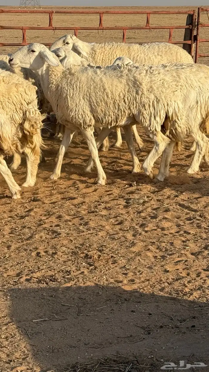 غنم حريات صنف مراح 4