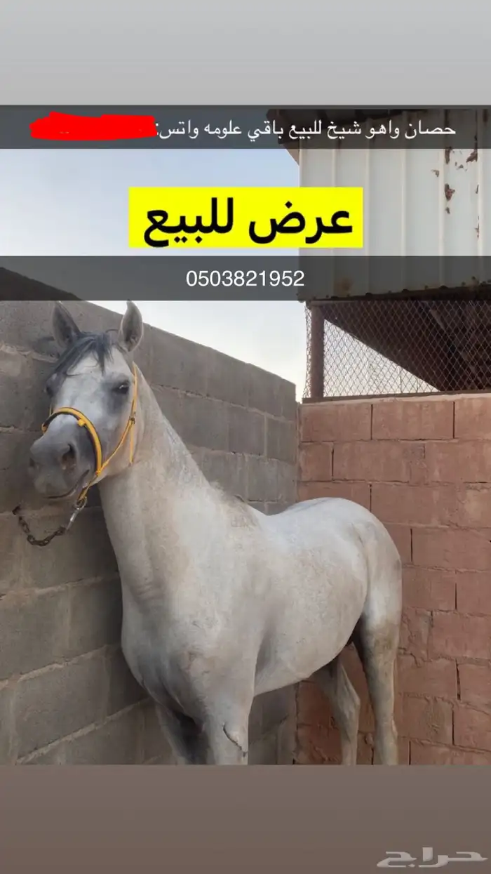 حصان واهو للبيع حصان شيخ وله هيبه بين الفحول 0