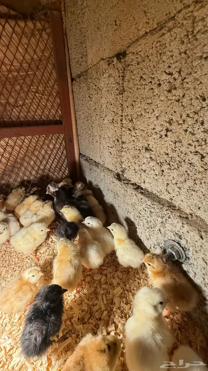 صوص بلدي فواتح 0