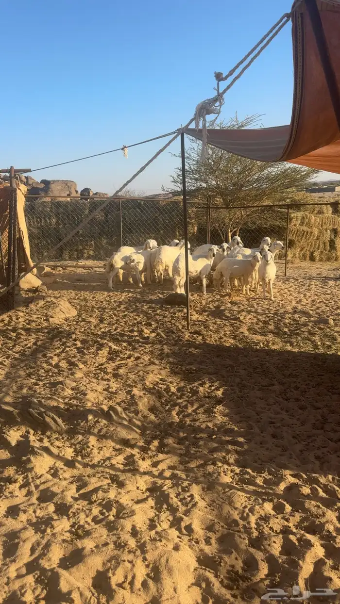 بهم للبيع 3