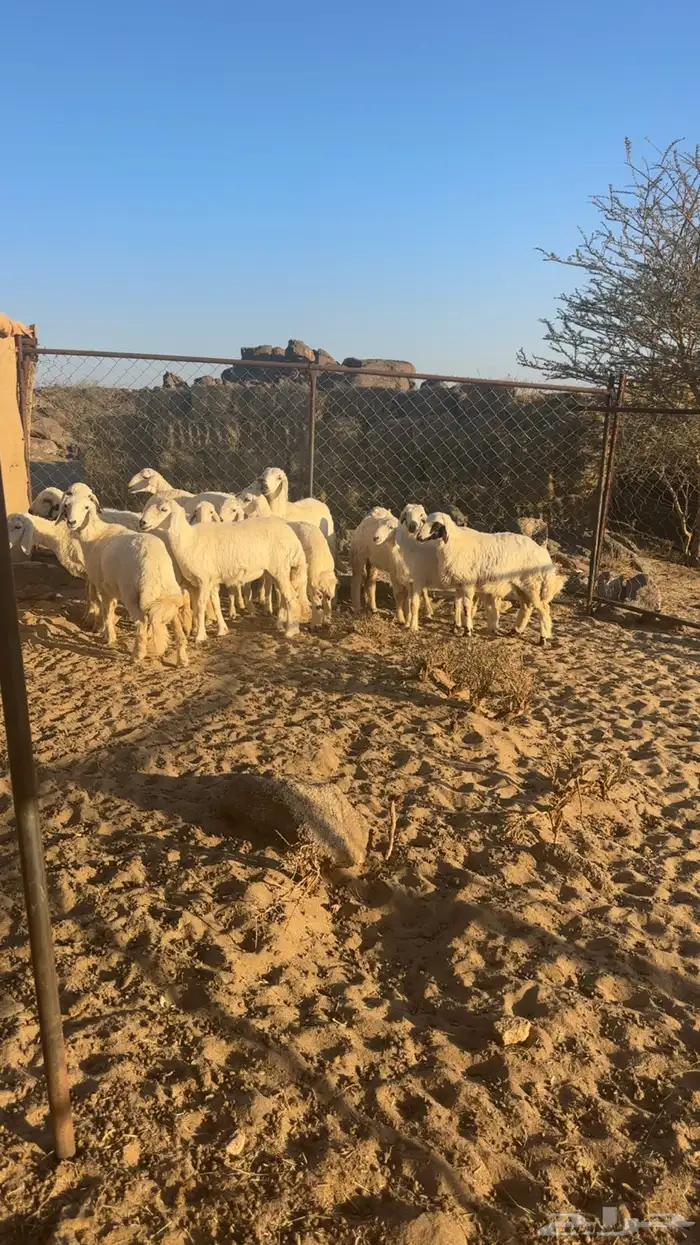 بهم للبيع 1