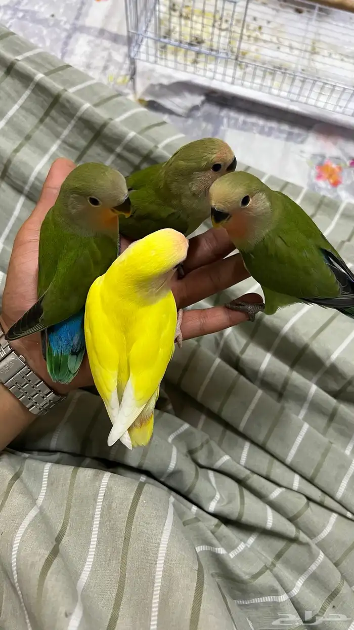 طيور روز اليفه هدد 0