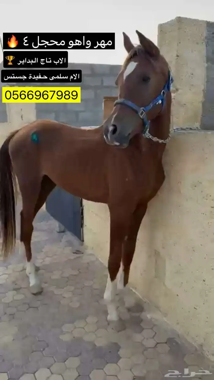 مهر واهو محجل 4 0