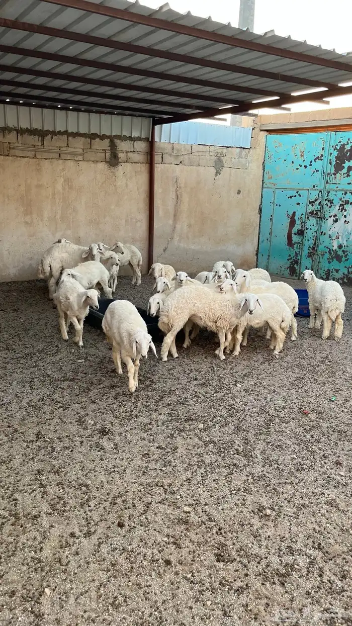 غنم طيبات العدد 21 مع الفحل 2