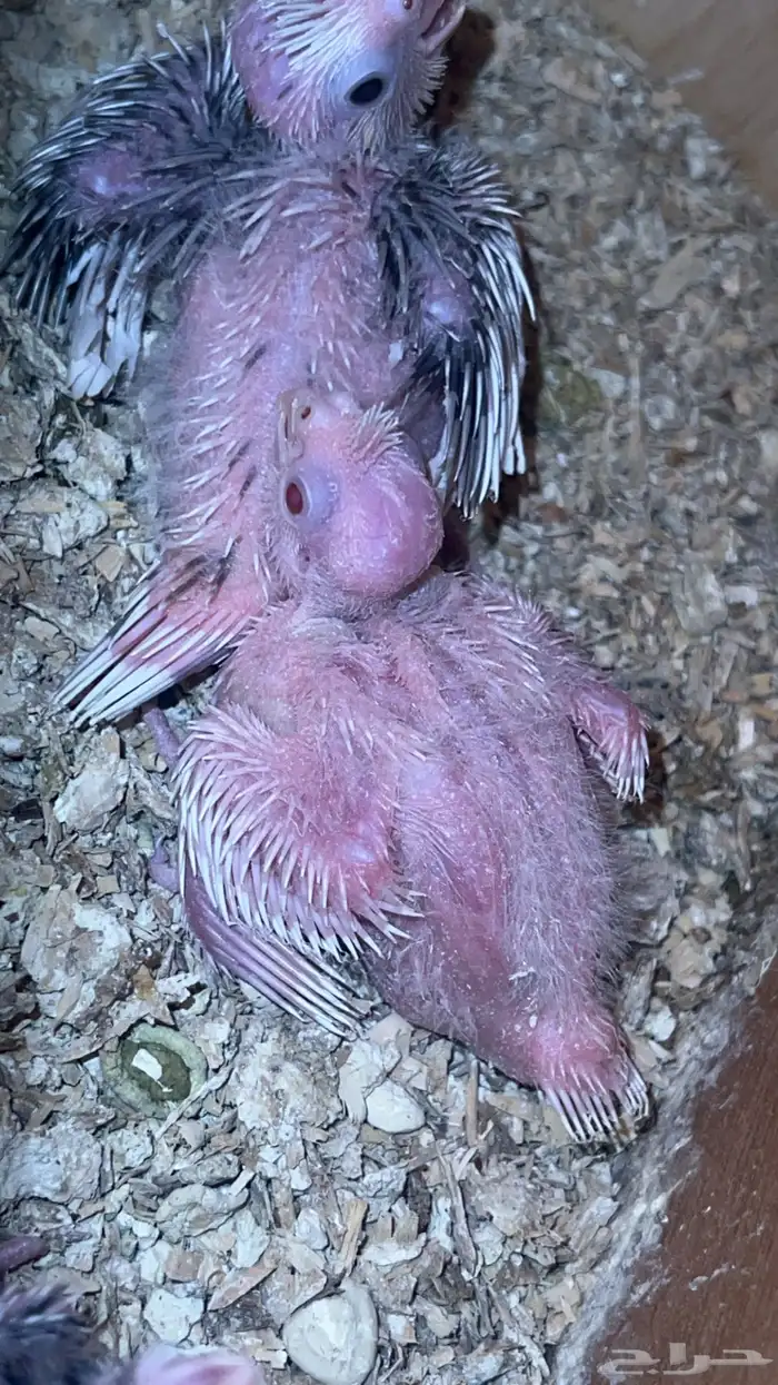 للبيع فروخ كروان هولندي بايد والبينو 0