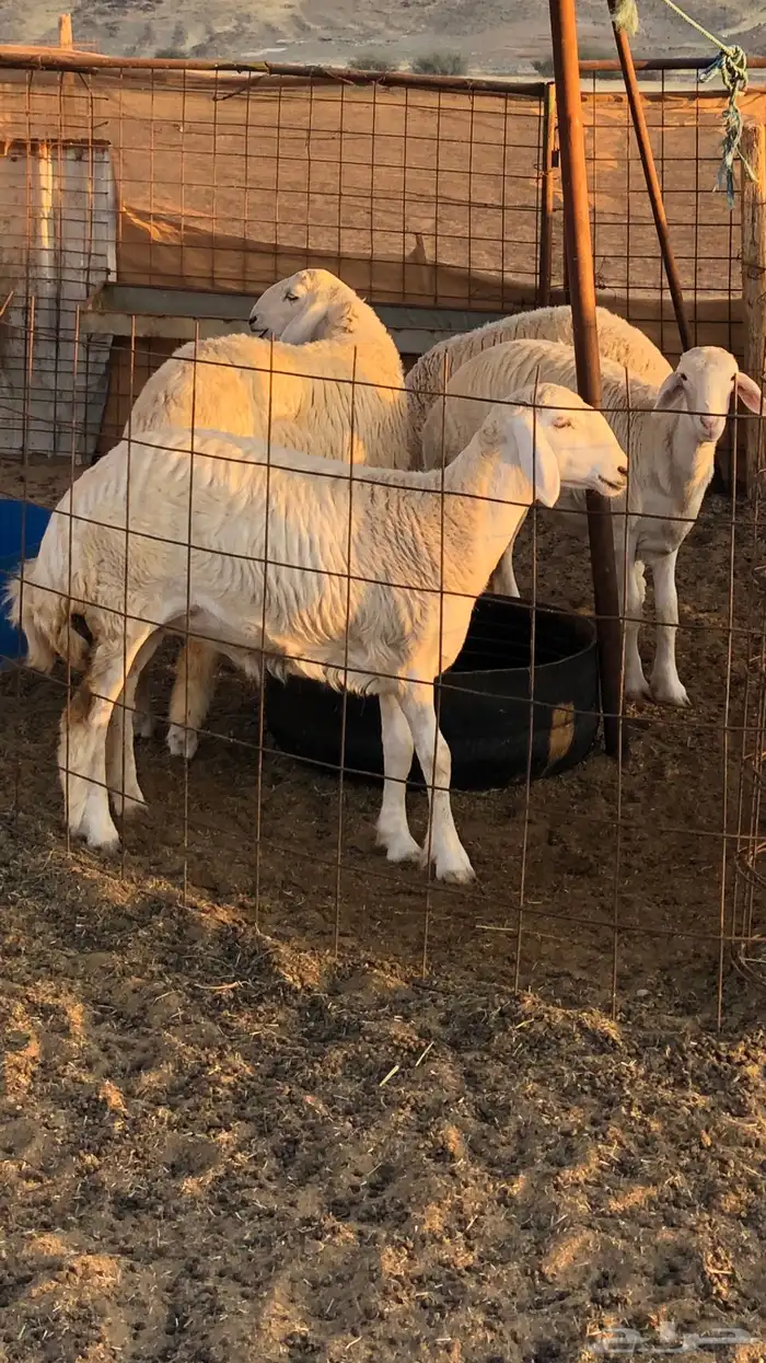 فحل حري أبرص منتج 6