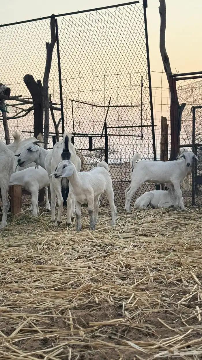 معزا بيشيات 1