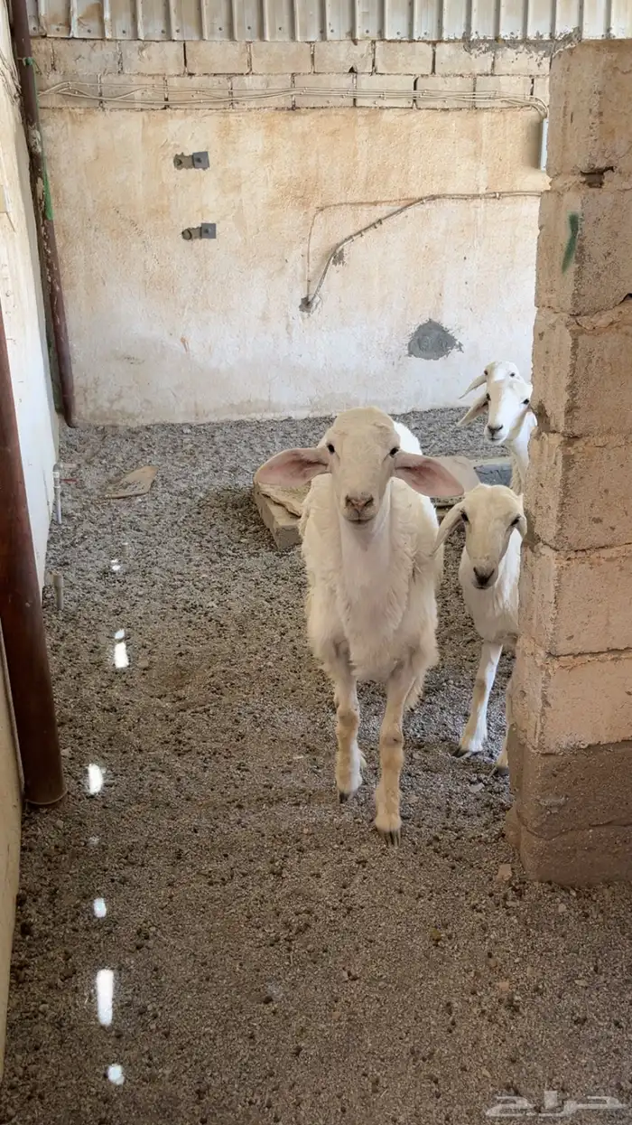 غنم طيبات العدد 21 مع الفحل 0
