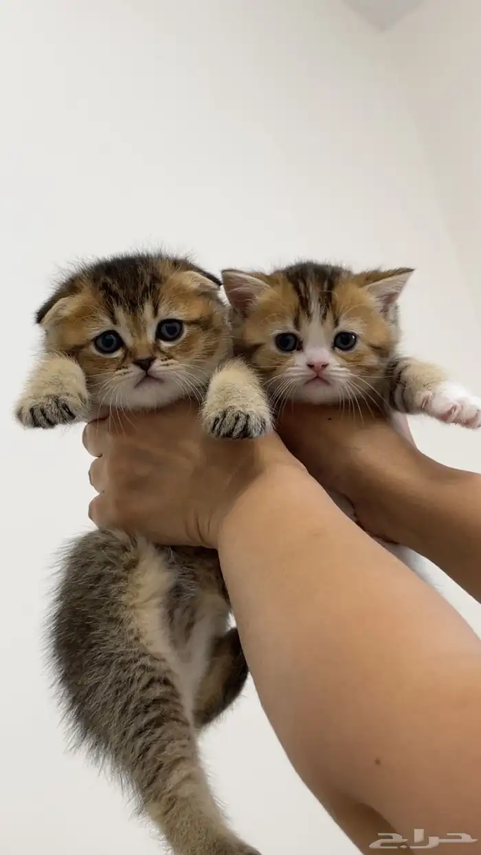 كيتن للبيع 1