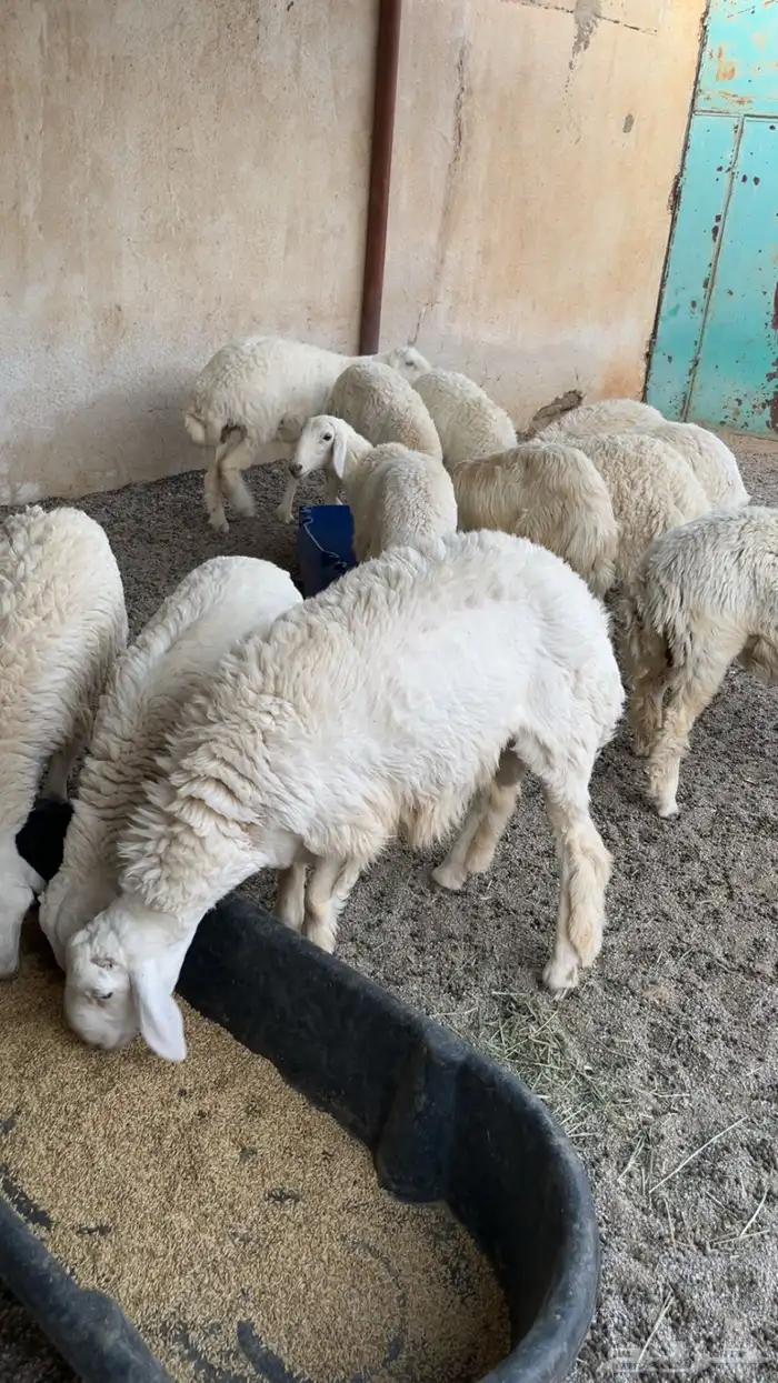 غنم طيبات العدد 21 مع الفحل 4