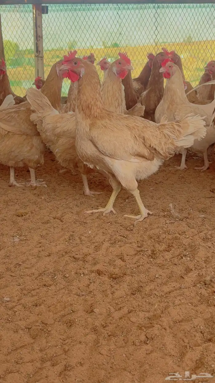للبيض بيض تركي ولهومان 6