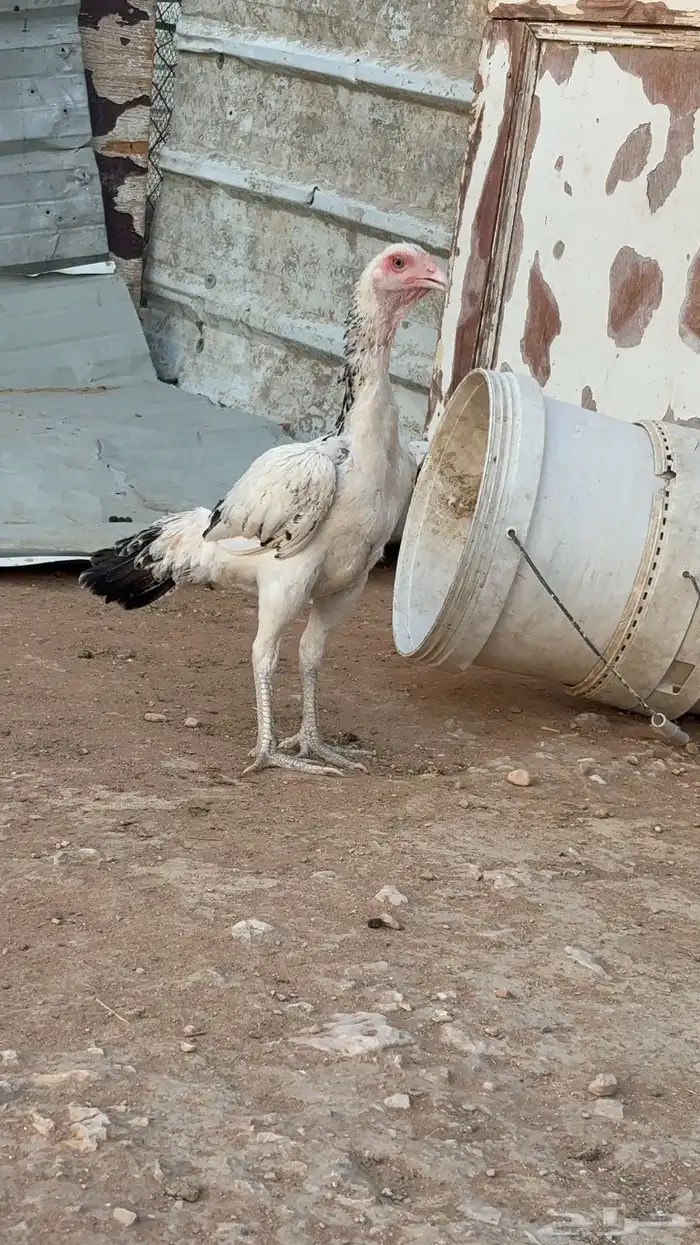 طقم شامو 1