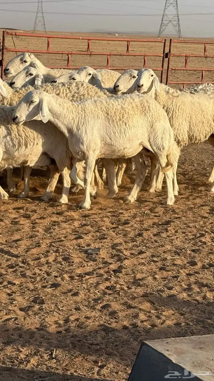 غنم حريات صنف مراح 5