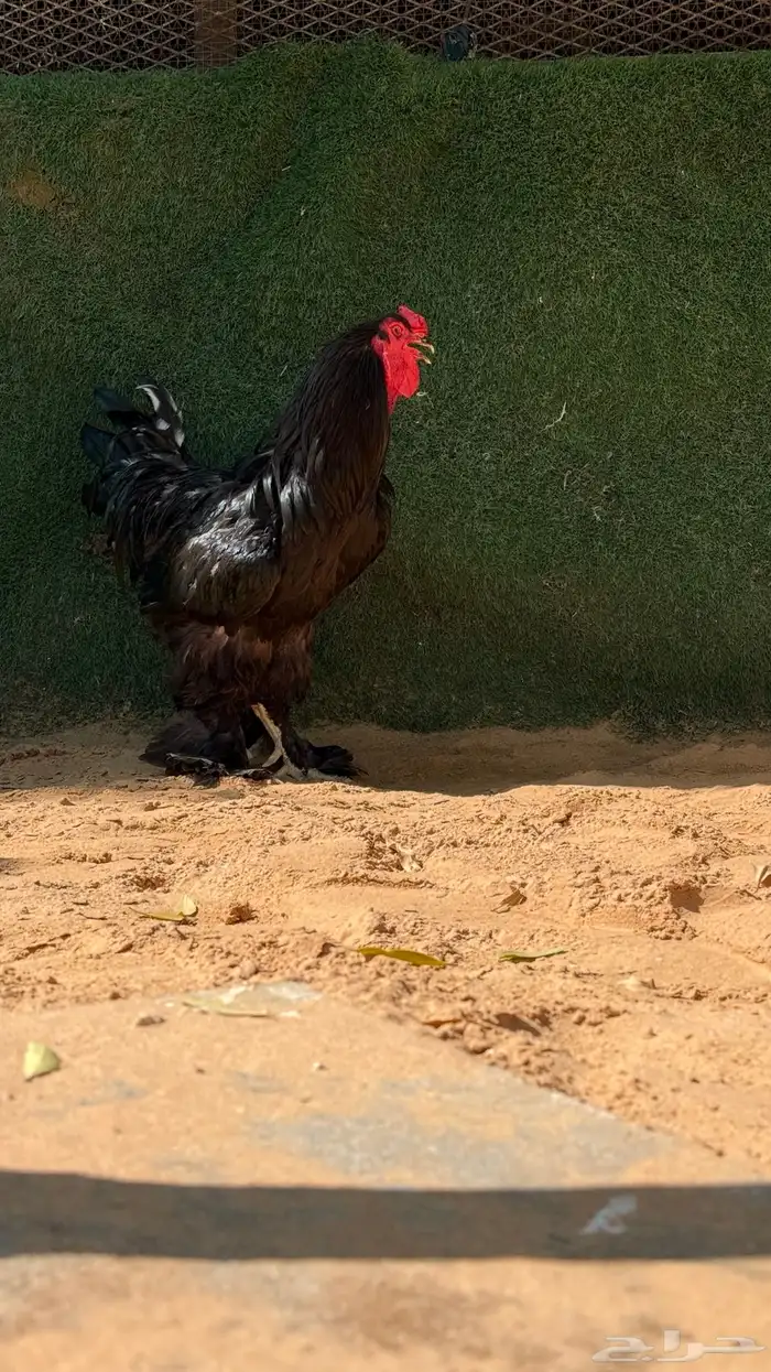 دجاجة براهما اسود مع عياله 2