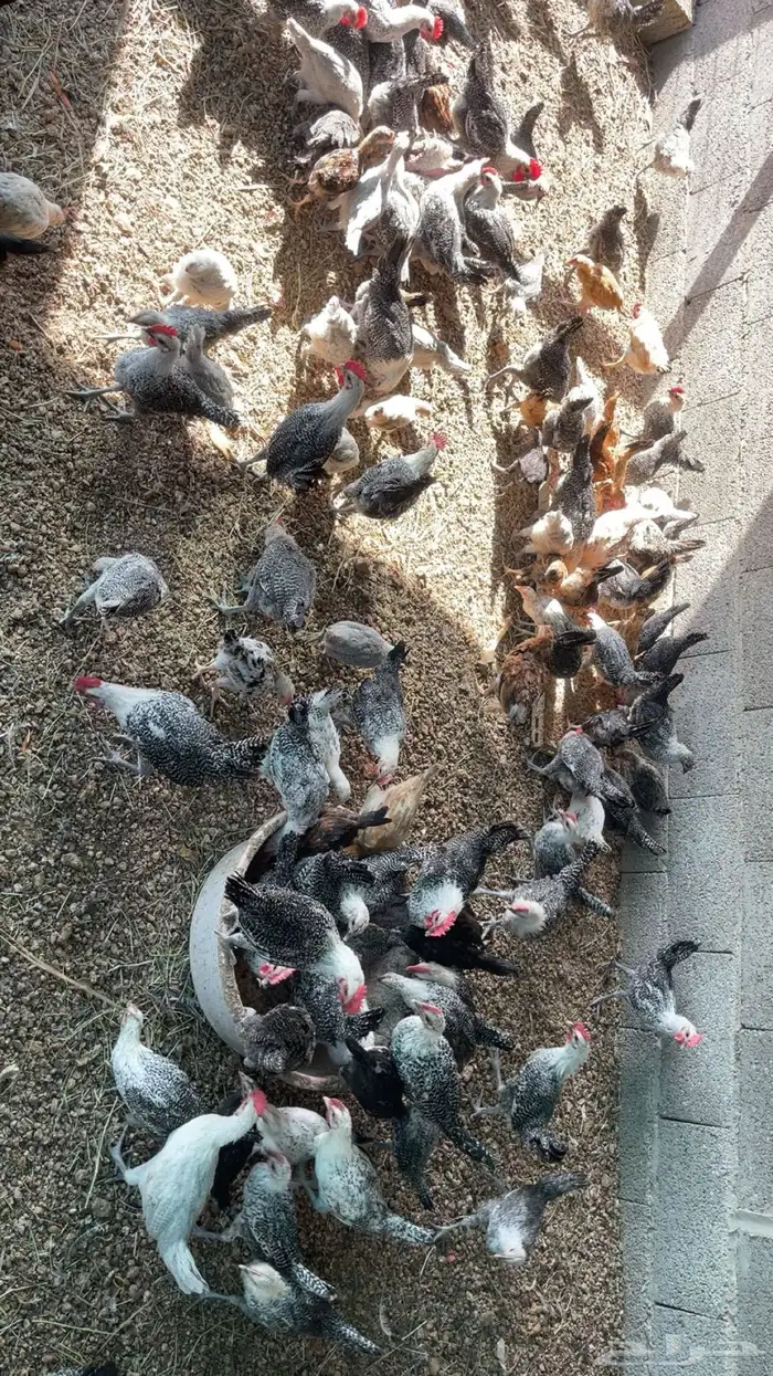 صوص فيومي 4