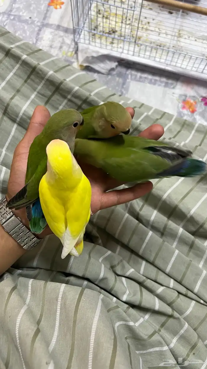 طيور روز اليفه هدد 2