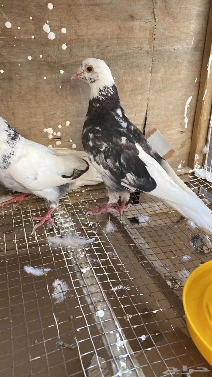 جوز قطايف نمش 1