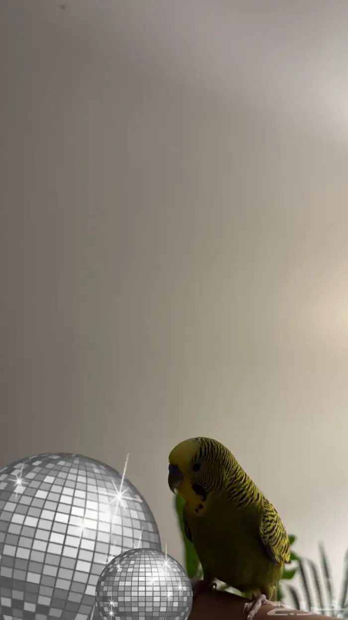 ببغاء بادجي 2