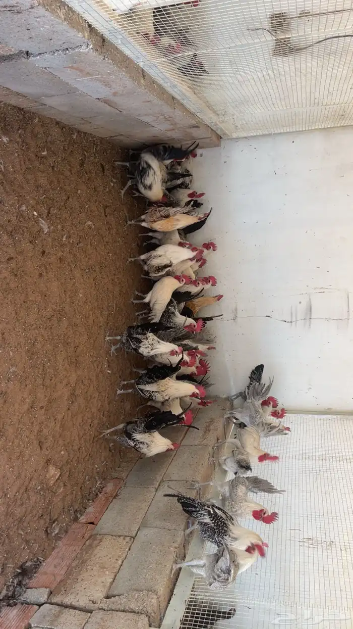 ديوك 4