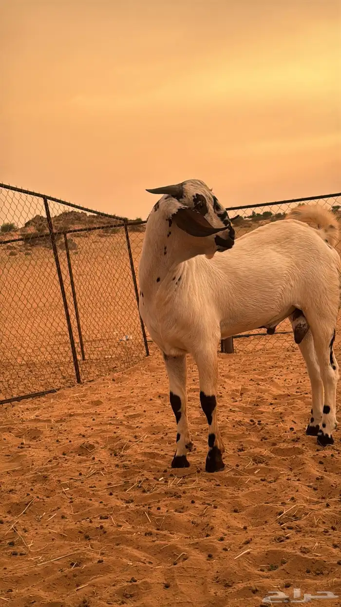 تيش مشروع فحل 1