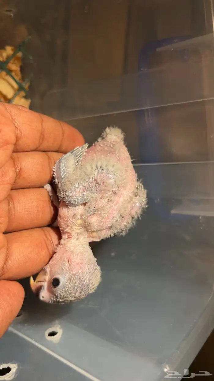 طيور وفروخ روز 3