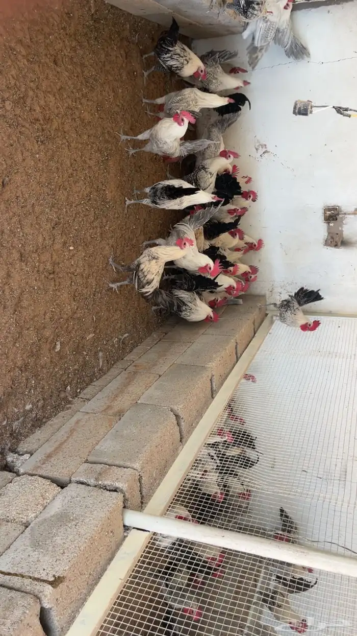 ديوك 2