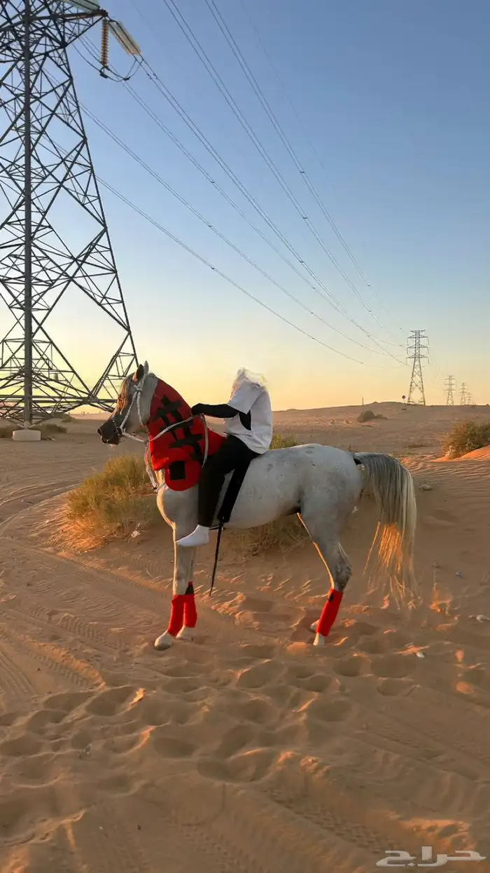 حصان واهو مصري بيور 4