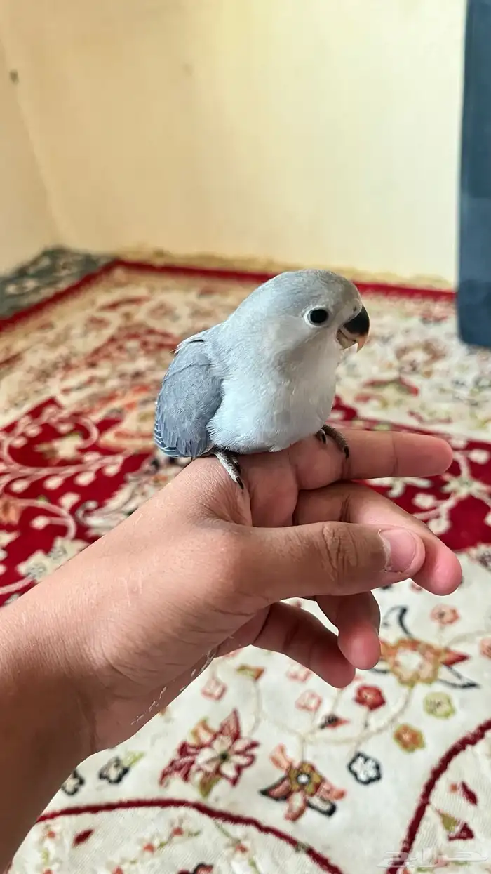 طير ببغاء روز اليف هدد نشششبه 2