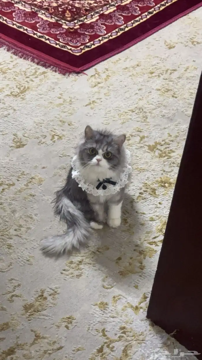 قطة انثى لون رصاصي وابيض لون نادر وجميله 0