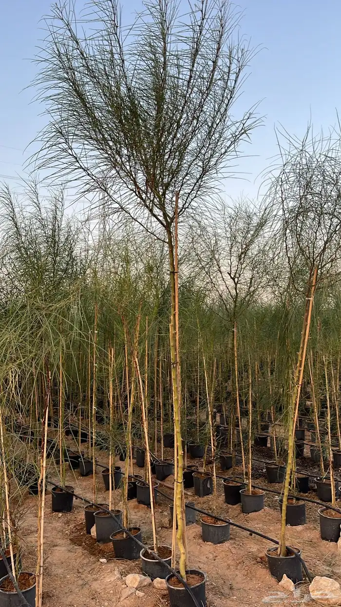 اشجار زينه وشوكيات 2